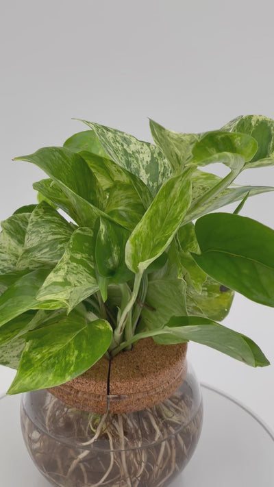 H2O™ Bowl Epipremnum Marble Queen