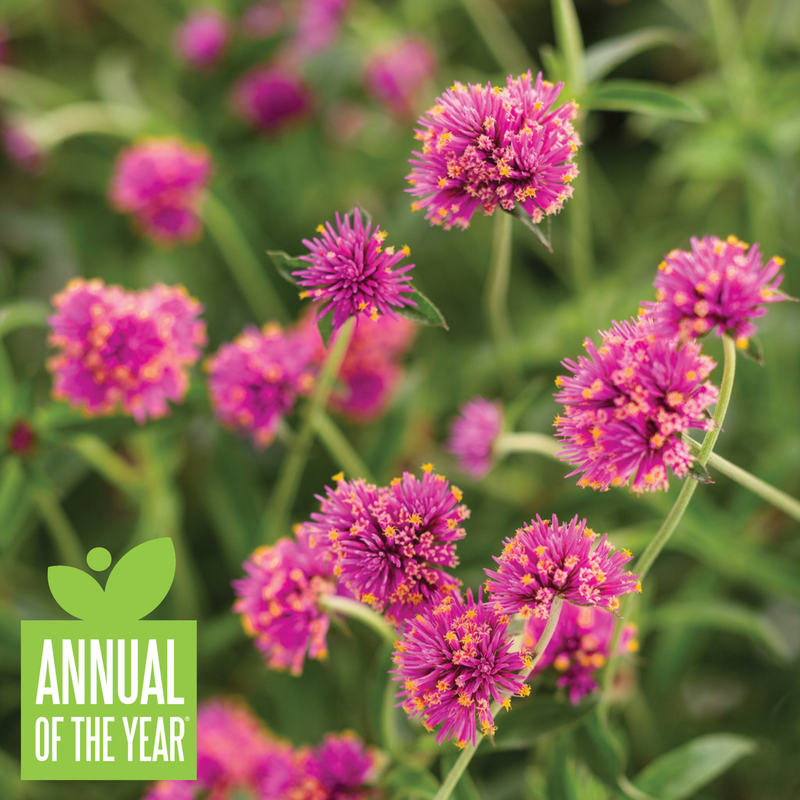 Truffula™ Pink (Gomphrena)