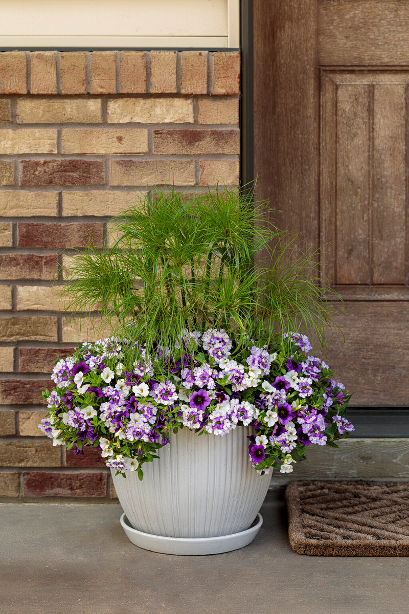 Superbena® Sparkling Amethyst (Verbena)