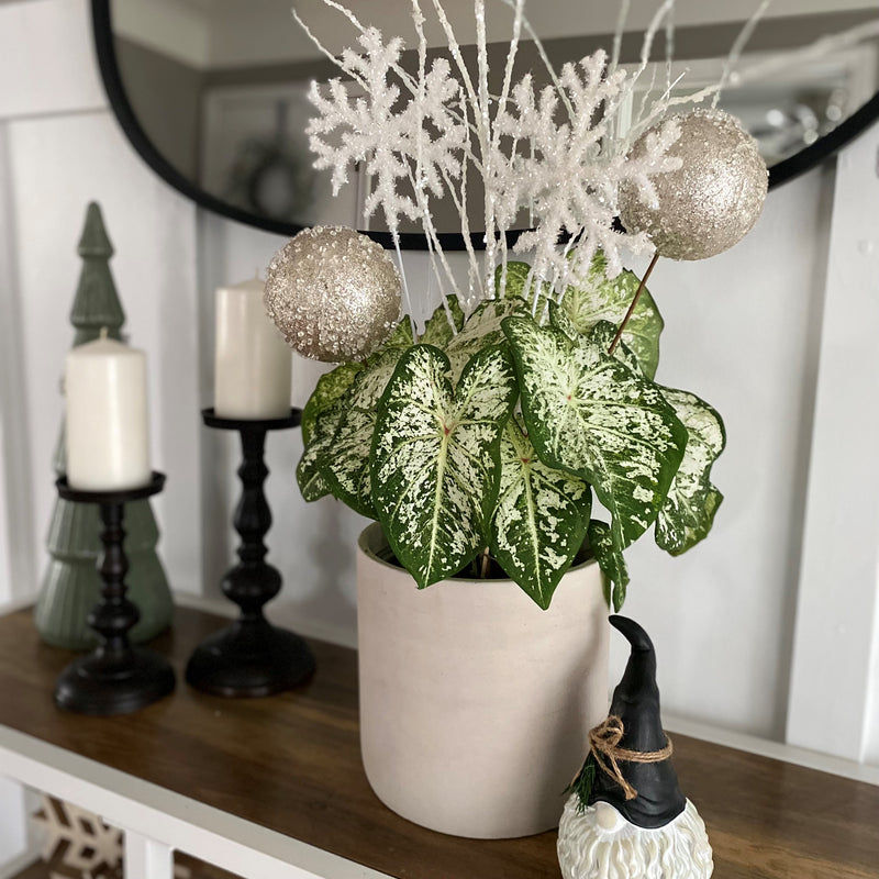 Heart to Heart® Christmas Caladium™ &