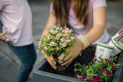 Supertunia® Honey™ (Petunia)