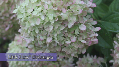Little Lime® Hardy Hydrangea (Paniculata)