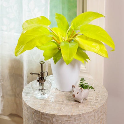 Prismacolor™ Lemon Lime Hybrid (Philodendron)