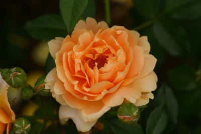 Proven Winners® Shrub Plants|Rosa - At Last Rose 3