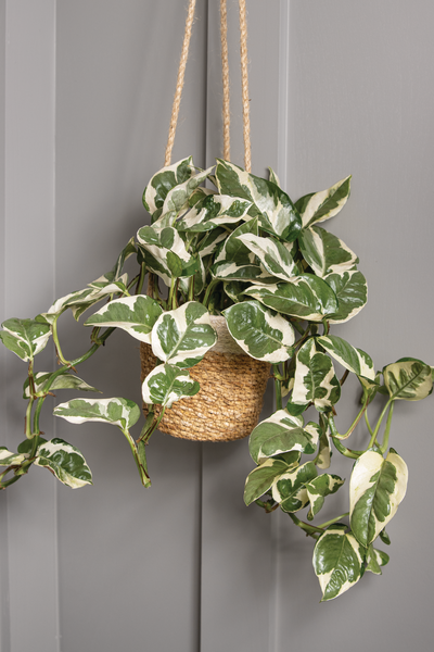 Beautifall® N'Joy Pothos (Epipremnum aureum)