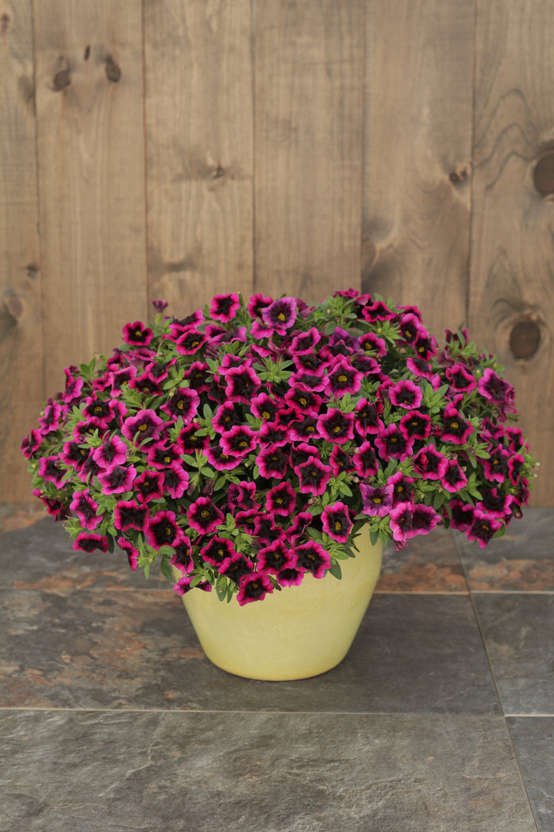 Superbells® Blackcurrant Punch™ (Calibrachoa)