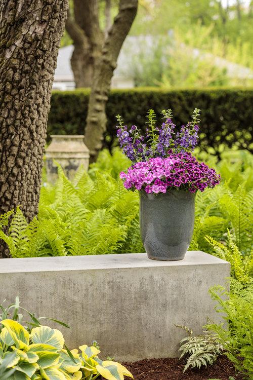 Superbells® Blackcurrant Punch™ (Calibrachoa)