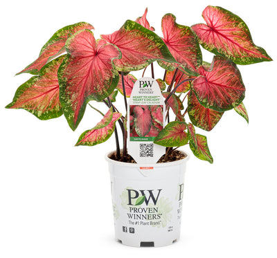 Heart to Heart® Christmas Caladium™ 'Heart's Delight'