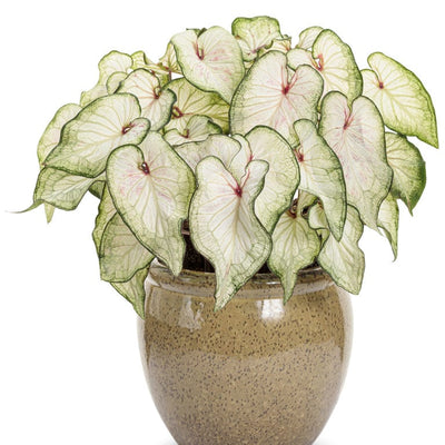 Heart to Heart® Christmas Caladium™ 'White Wonder'