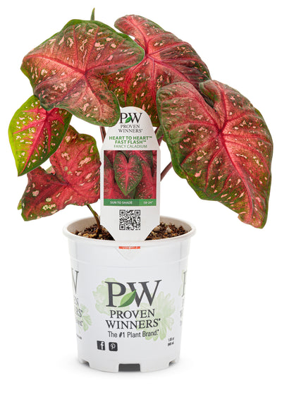 Heart to Heart® Christmas Caladium™ 'Fast Flash'