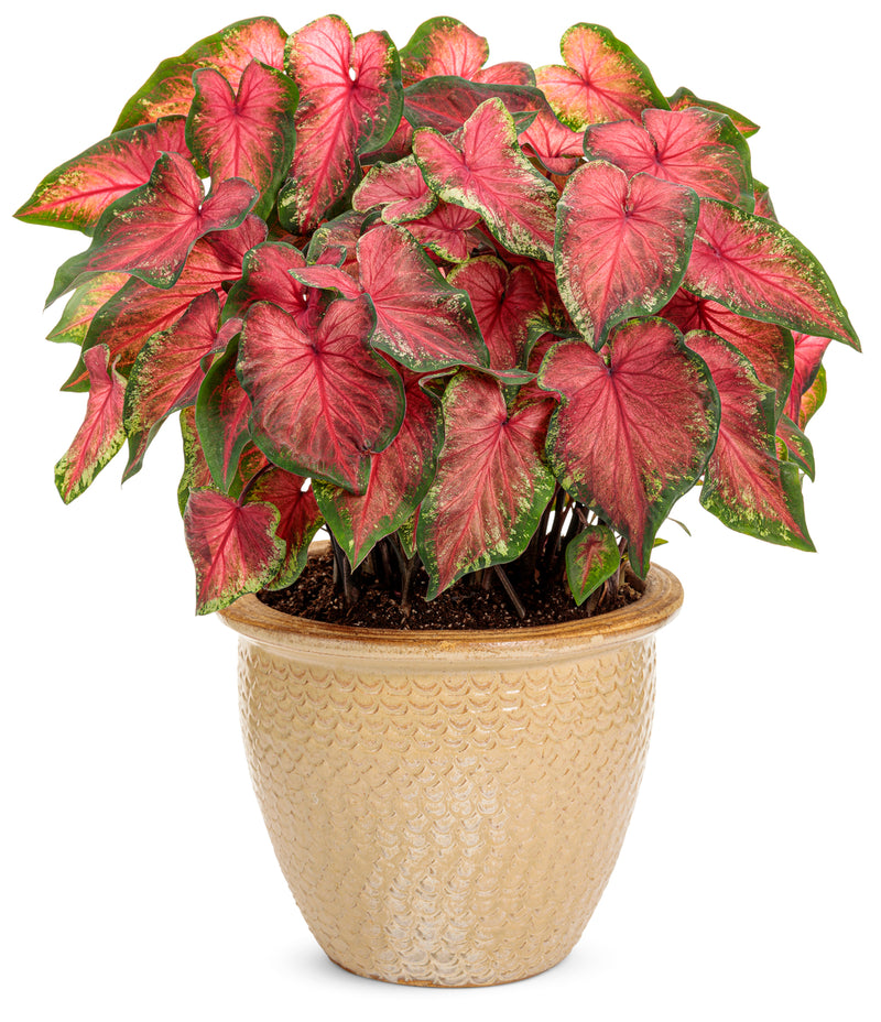 Heart to Heart® Christmas Caladium™ &