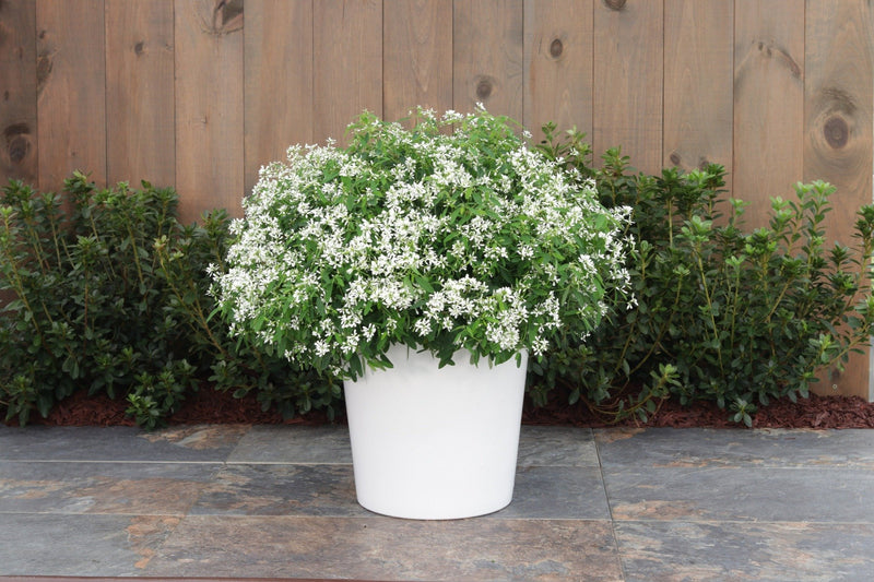 Diamond Snow® (Euphorbia)