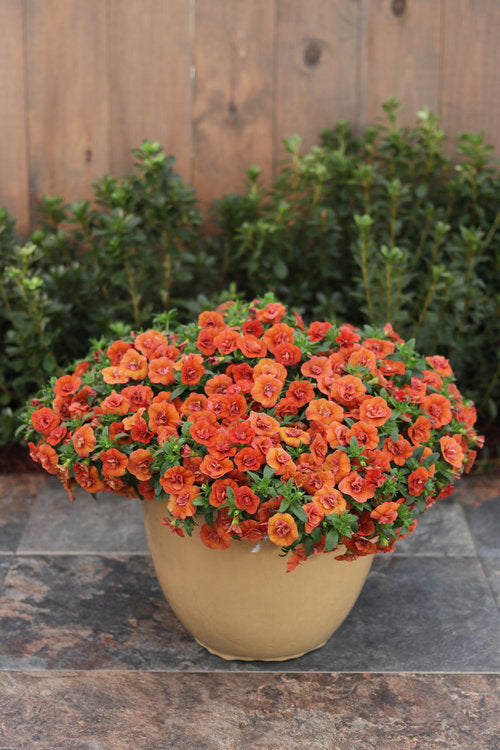 Superbells® Double Orange (Calibrachoa)