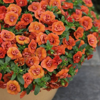 Superbells® Double Orange (Calibrachoa)