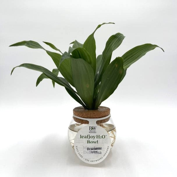 H2O™ Bowl Dracaena Hybrid