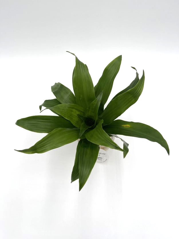 H2O™ Bowl Dracaena Hybrid