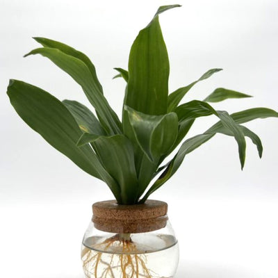 H2O™ Bowl Dracaena Hybrid