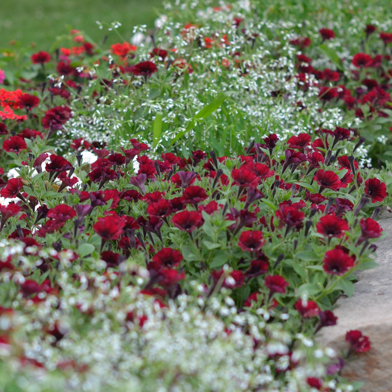 Supertunia® Black Cherry® (Petunia)