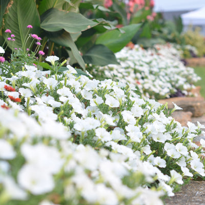 Supertunia Vista® Snowdrift (Petunia)