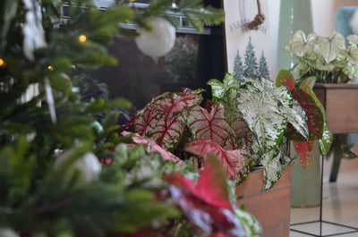 Heart to Heart® Christmas Caladium™ 'White Wonder'