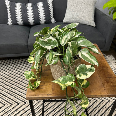 Beautifall® N'Joy Pothos (Epipremnum aureum)