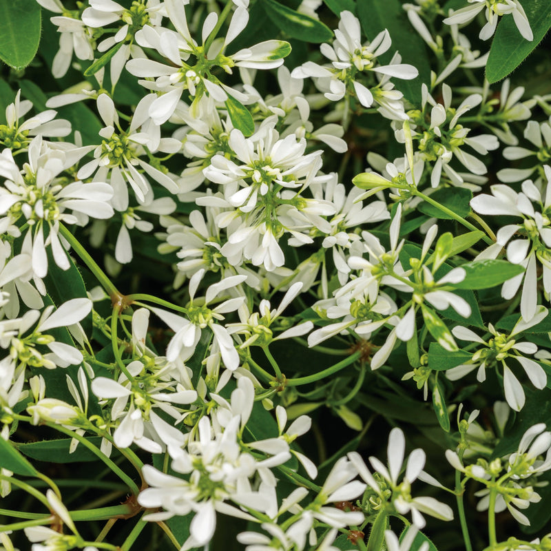 Diamond Snow® (Euphorbia)