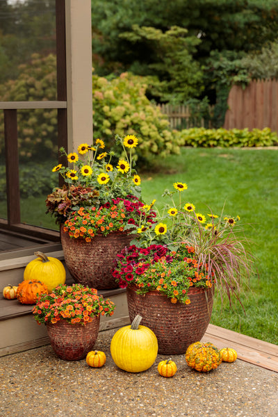 Superbells® Double Orange (Calibrachoa)