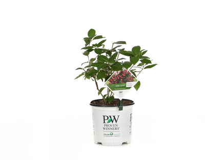 Proven Winners® Shrub Plants|Paniculata - Fire Light Hardy Hydrangea 5