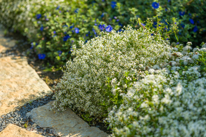 Diamond Snow® (Euphorbia)