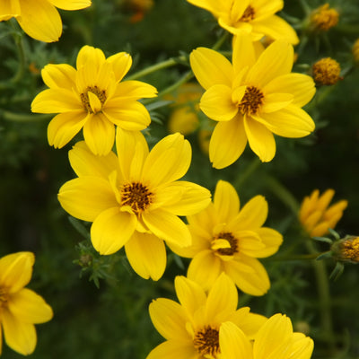 Proven Winners® Annual Plants|Bidens - Goldilocks Rocks 1