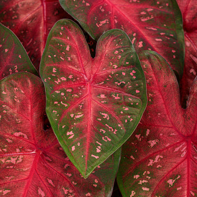 Heart to Heart® Christmas Caladium™ 'Fast Flash'