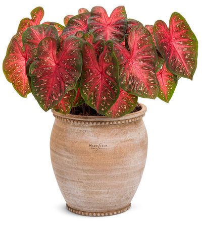 Heart to Heart® Christmas Caladium™ 'Fast Flash'