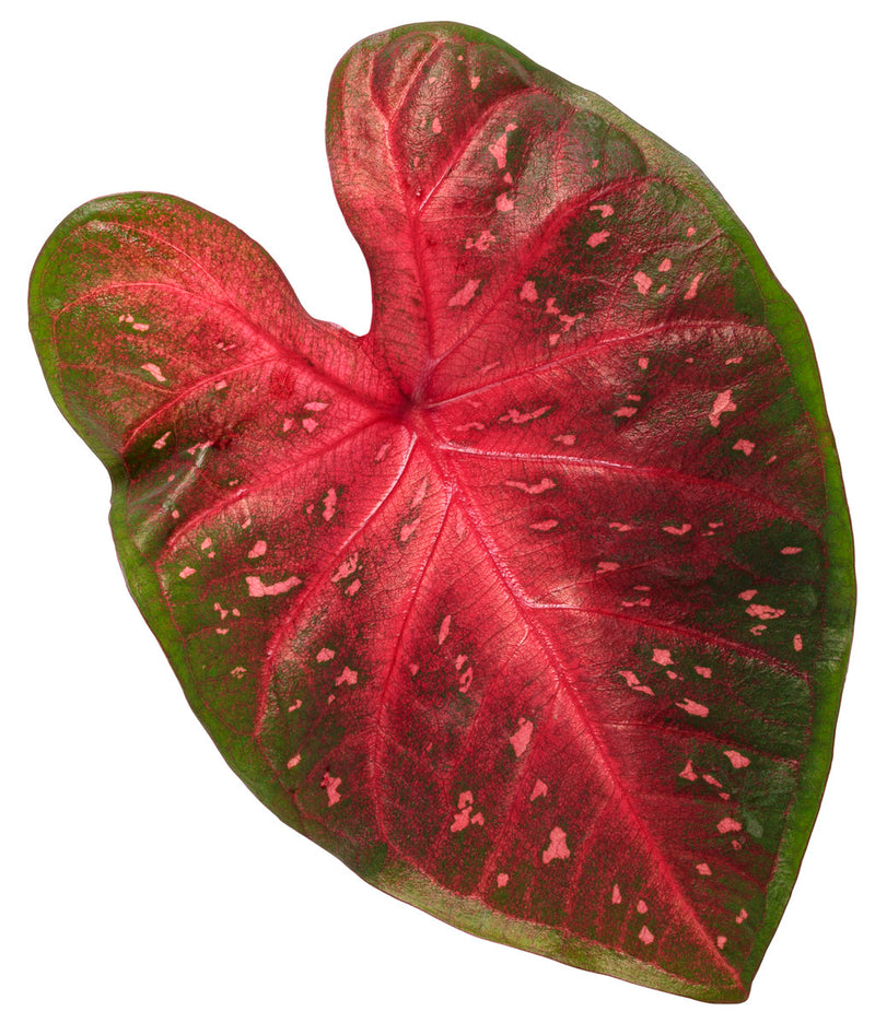 Heart to Heart® Christmas Caladium™ &