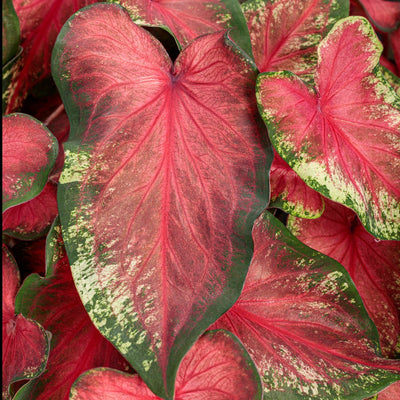 Heart to Heart® Christmas Caladium™ 'Heart's Delight'