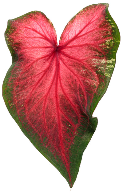 Heart to Heart® Christmas Caladium™ 'Heart's Delight'