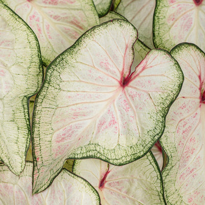 Heart to Heart® Christmas Caladium™ 'White Wonder'