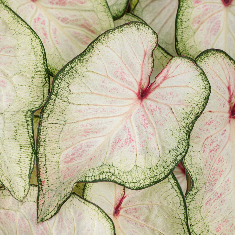 Heart to Heart® Christmas Caladium™ &