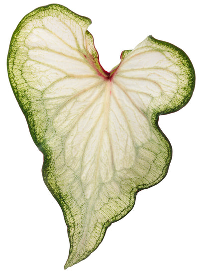 Heart to Heart® Christmas Caladium™ 'White Wonder'