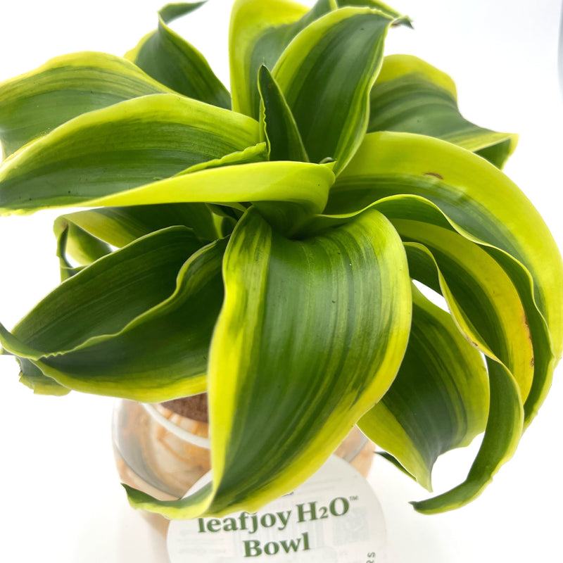 H2O™ Bowl Dracaena Hybrid - Variegated