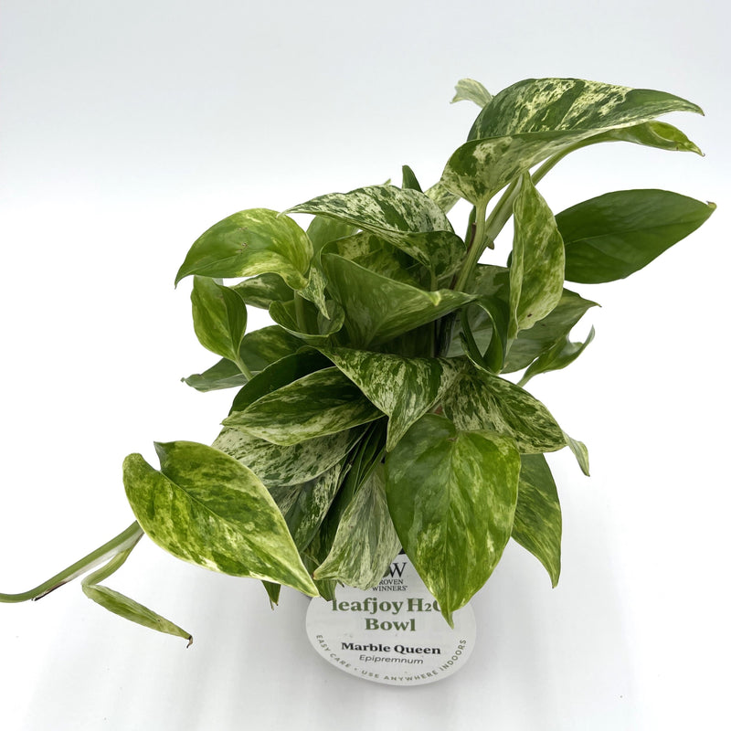 H2O™ Bowl Epipremnum Marble Queen