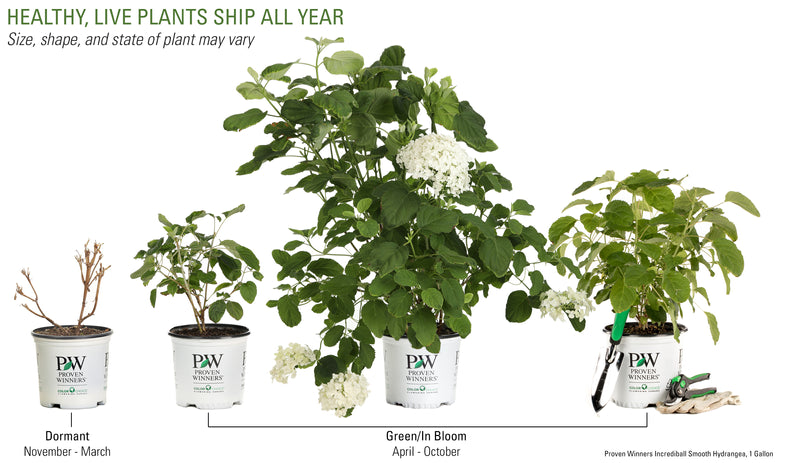 Proven Winners® Shrub Plants|Arborescens - Incrediball Smooth Hydrangea 5