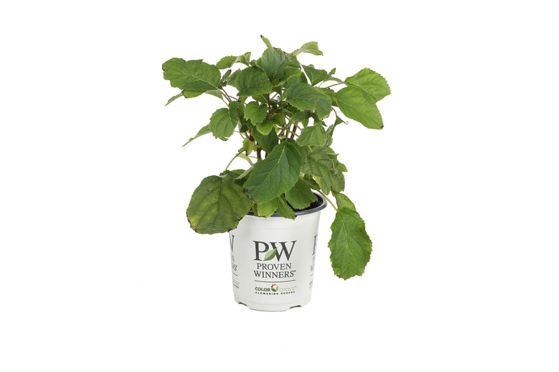 Proven Winners® Shrub Plants|Arborescens - Incrediball Smooth Hydrangea 6