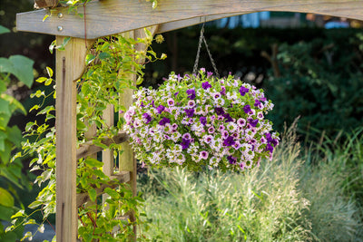 Superbells® Blue Moon Punch (Calibrachoa)