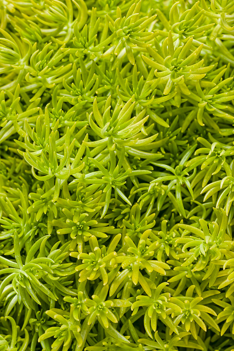 Lemon Coral® (Sedum)