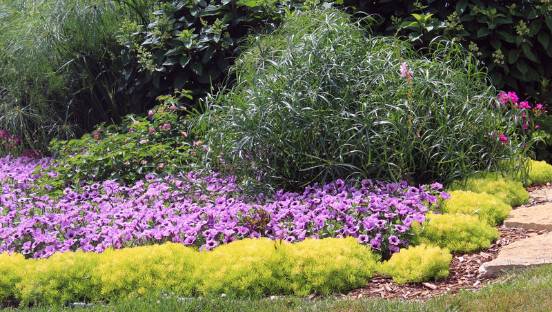 Proven Winners® Annual Plants|Sedum - Lemon Coral 2