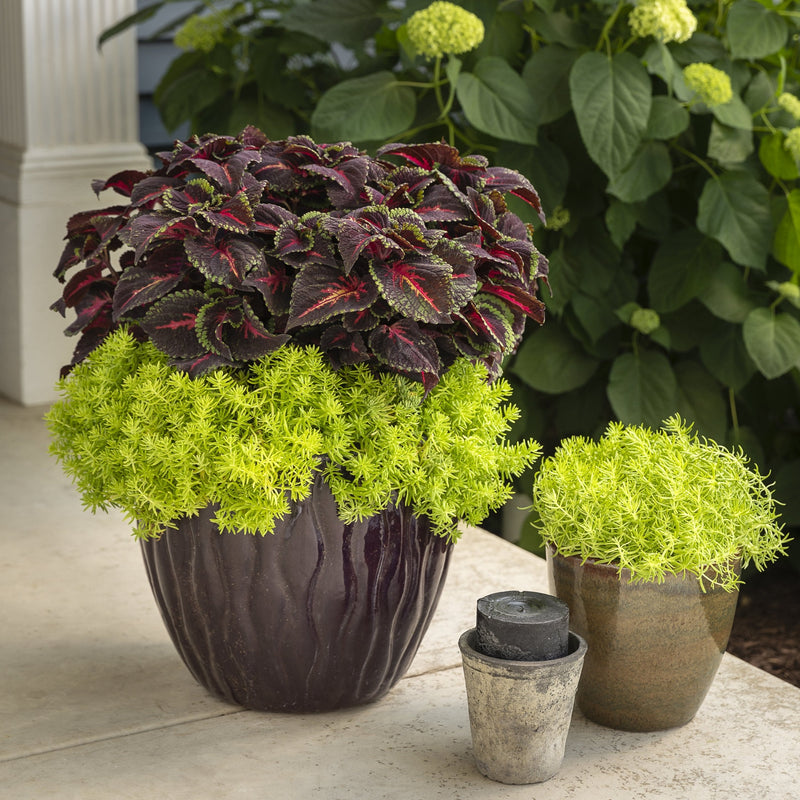 Proven Winners® Annual Plants|Sedum - Lemon Coral 3