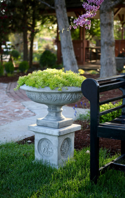 Lemon Coral® (Sedum)