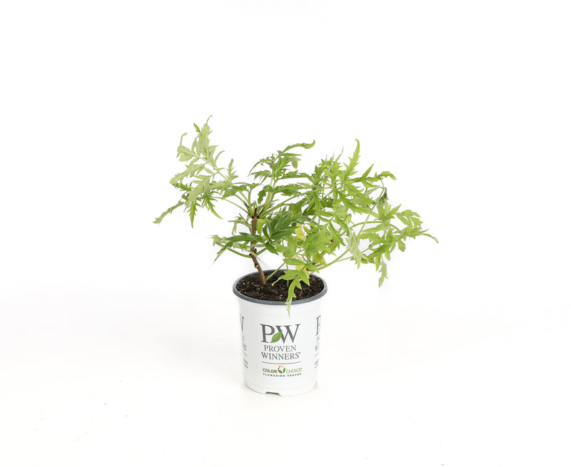 Proven Winners® Shrub Plants|Sambucus - Lemony Lace Elderberry 6