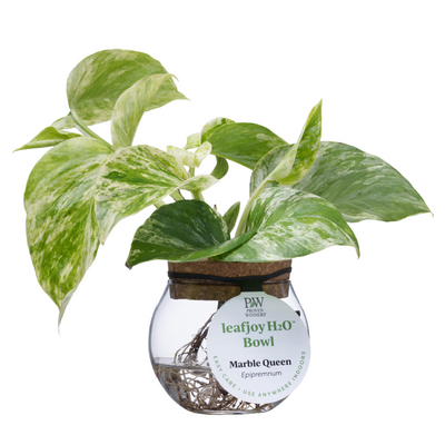 H2O™ Bowl Epipremnum Marble Queen