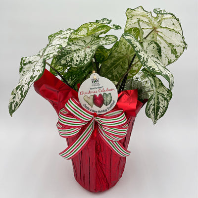 Heart to Heart® Christmas Caladium™ 'Snow Flurry'